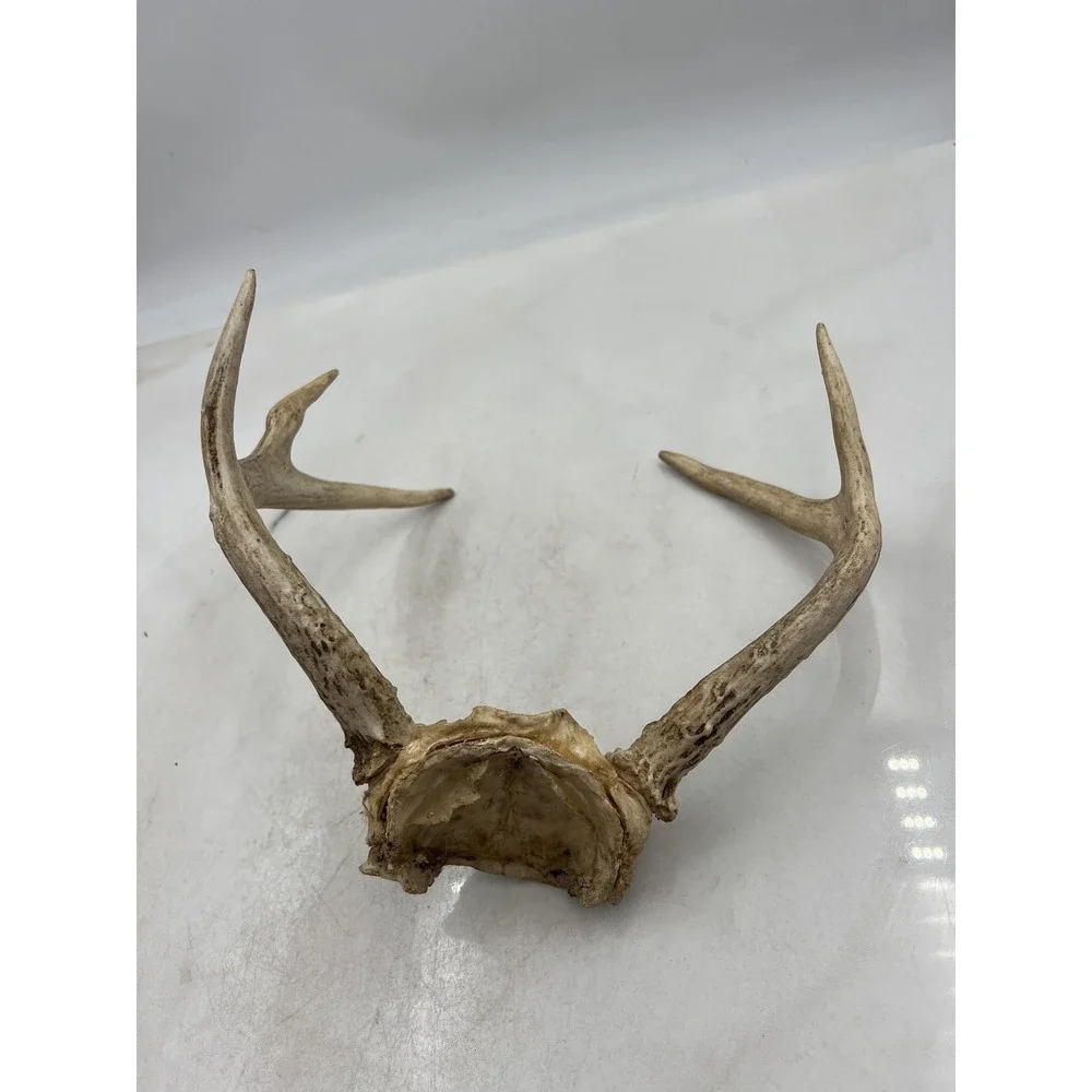Deer Antlers Skull Plate European Mount 6 Point Real Bone Taxidermy Decor Cabin